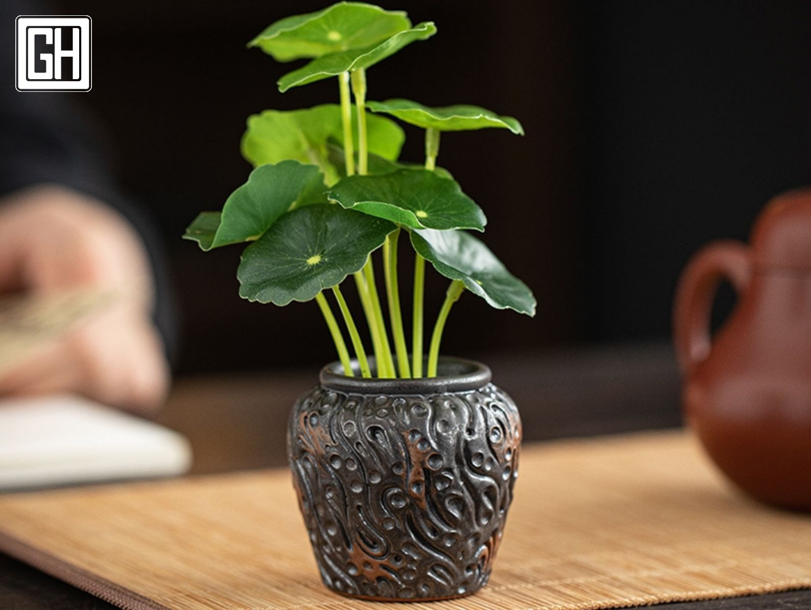 chum-gom-mini-binh-cam-cay